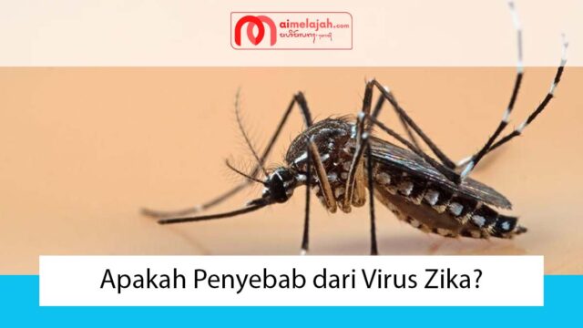 Apakah Penyebab dari Virus Zika?