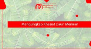 Mengungkap Khasiat Daun Meniran Mengungkap Khasiat Daun Meniran