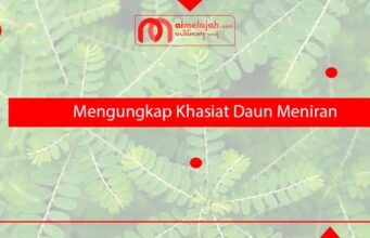 Mengungkap Khasiat Daun Meniran Mengungkap Khasiat Daun Meniran