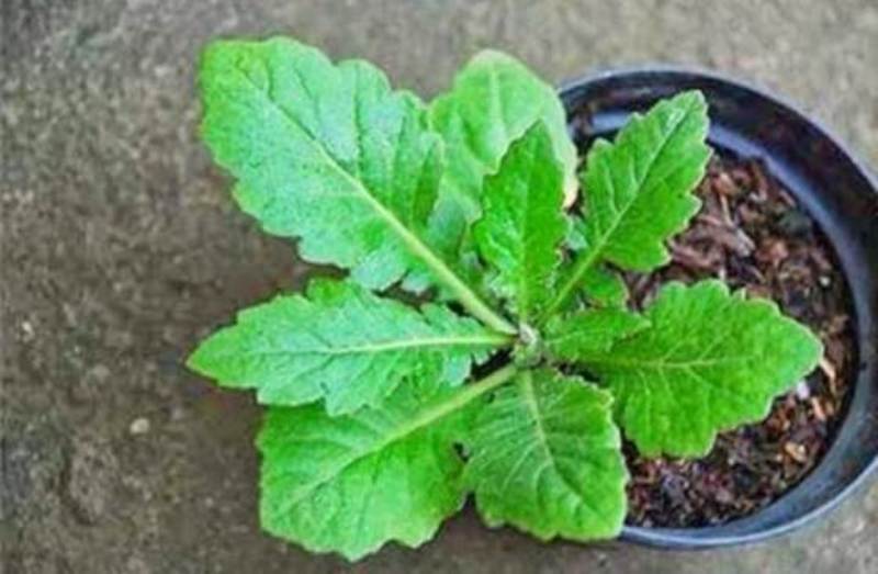 Daun Dewa