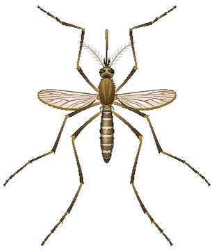 Culex Fatiqans