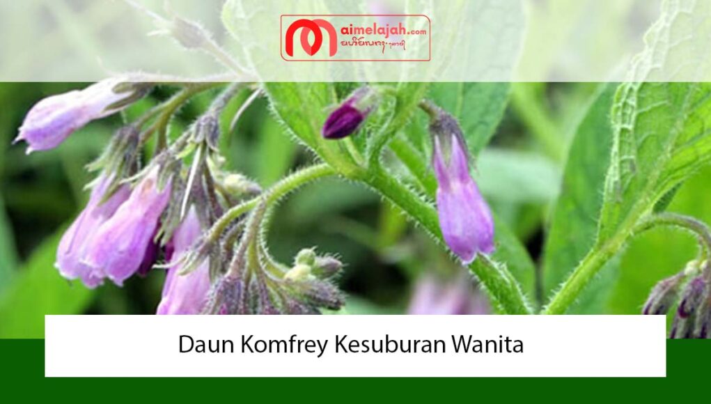 Daun Komfrey Kesuburan Wanita