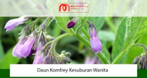 Daun Komfrey Kesuburan Wanita Daun Komfrey Kesuburan Wanita