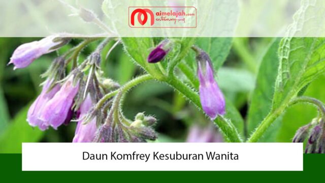 Daun Komfrey Kesuburan Wanita Daun Komfrey Kesuburan Wanita