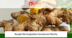 Bangle Meningkatkan Kesuburan Wanita Bangle Meningkatkan Kesuburan Wanita