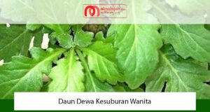 Daun Dewa Kesuburan Wanita Daun Dewa Kesuburan Wanita