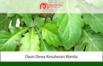Daun Dewa Kesuburan Wanita Daun Dewa Kesuburan Wanita