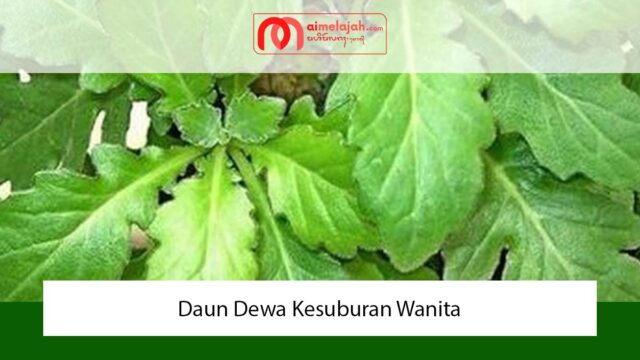 Daun Dewa Kesuburan Wanita Daun Dewa Kesuburan Wanita