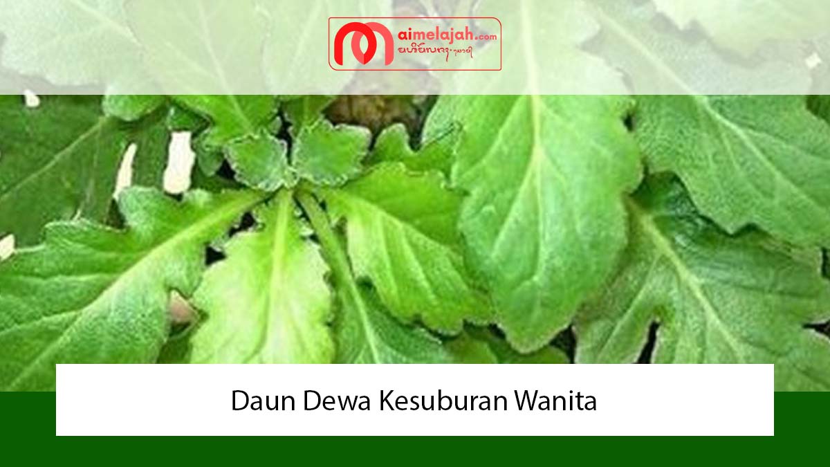 Daun Dewa Kesuburan Wanita