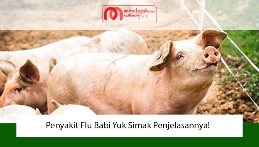 Penyakit Flu Babi Yuk Simak Penjelasannya!