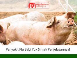 Penyakit Flu Babi Yuk Simak Penjelasannya!