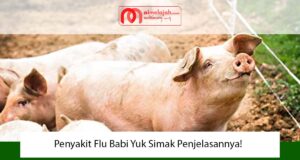 Penyakit Flu Babi Yuk Simak Penjelasannya! Penyakit Flu Babi Yuk Simak Penjelasannya!