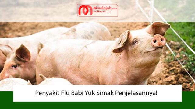 Penyakit Flu Babi Yuk Simak Penjelasannya!