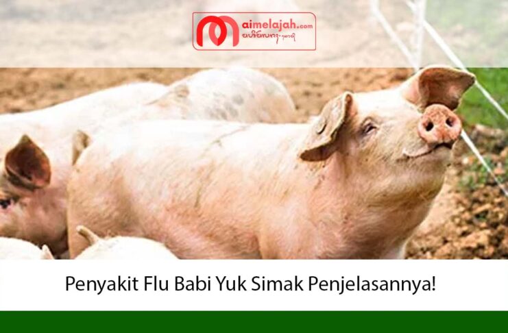 Penyakit Flu Babi Yuk Simak Penjelasannya!