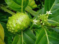 Herbal Jitu Pelumpuh Hipertensi