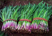Herbal Jitu Pelumpuh Hipertensi