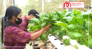 Mengenal Kompetensi Keahlian ATPH SMKN 2 Negara Mengenal Kompetensi Keahlian ATPH